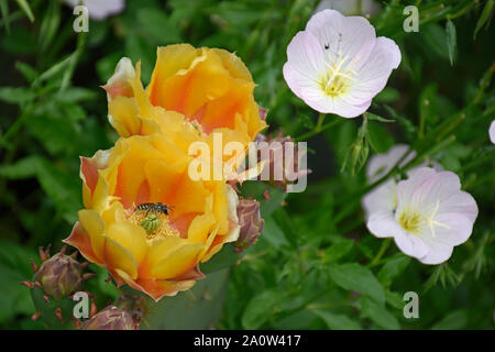 In via di estinzione Il miele delle api su Engelmann Ficodindia Cactus e primula della sera presso i Giardini Botanici in Nuovo Messico Foto Stock