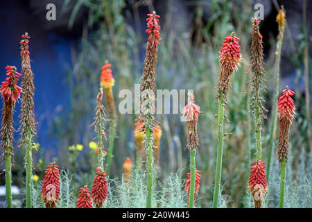 Red Hot Tritoma Gigli torcia dall Africa fotografato presso i giardini botanici in Nuovo Messico Foto Stock