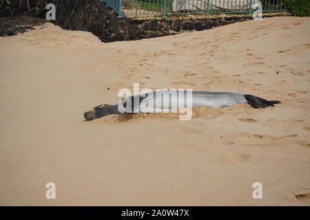 Hawaiian Monk Seal dorme sulla spiaggia di Poipu a Kauai. La foca monaca, una specie in pericolo, spesso riposerà sulla spiaggia per ore. Foto Stock