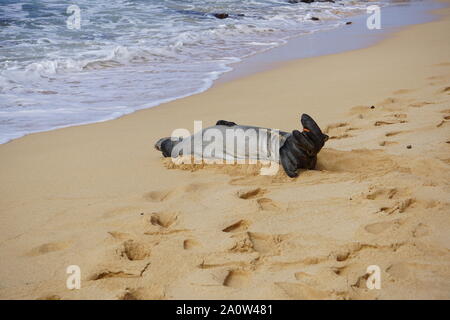 Hawaiian Monk Seal dorme sulla spiaggia di Poipu a Kauai. La foca monaca, una specie in pericolo, spesso riposerà sulla spiaggia per ore. Foto Stock