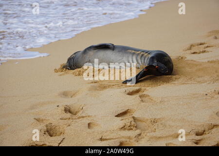 Hawaiian Monk Seal dorme sulla spiaggia di Poipu a Kauai. La foca monaca, una specie in pericolo, spesso riposerà sulla spiaggia per ore. Foto Stock