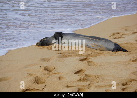 Hawaiian Monk Seal dorme sulla spiaggia di Poipu a Kauai. La foca monaca, una specie in pericolo, spesso riposerà sulla spiaggia per ore. Foto Stock