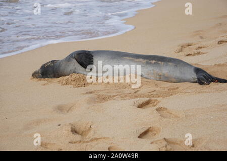 Hawaiian Monk Seal dorme sulla spiaggia di Poipu a Kauai. La foca monaca, una specie in pericolo, spesso riposerà sulla spiaggia per ore. Foto Stock