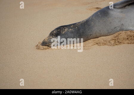 Hawaiian Monk Seal dorme sulla spiaggia di Poipu a Kauai. La foca monaca, una specie in pericolo, spesso riposerà sulla spiaggia per ore. Foto Stock