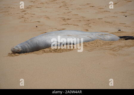 Hawaiian Monk Seal dorme sulla spiaggia di Poipu a Kauai. La foca monaca, una specie in pericolo, spesso riposerà sulla spiaggia per ore. Foto Stock