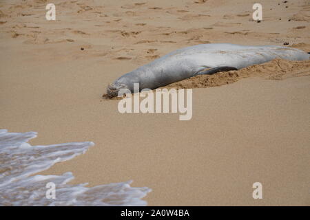 Hawaiian Monk Seal dorme sulla spiaggia di Poipu a Kauai. La foca monaca, una specie in pericolo, spesso riposerà sulla spiaggia per ore. Foto Stock