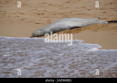 Hawaiian Monk Seal dorme sulla spiaggia di Poipu a Kauai. La foca monaca, una specie in pericolo, spesso riposerà sulla spiaggia per ore. Foto Stock