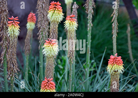 Red Hot Tritoma Gigli torcia dall Africa fotografato presso i giardini botanici in Nuovo Messico Foto Stock