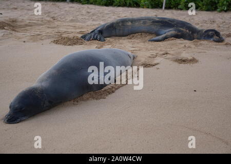 Un paio di foche monache hawaiane dorme sulla spiaggia di Poipu a Kauai. Le foche monache, una specie in pericolo Foto Stock