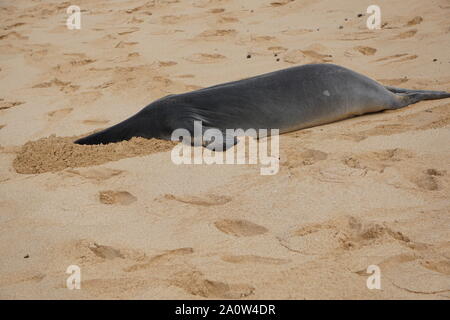 La foca monaca hawaiana si riposa sulla spiaggia di Poipu a Kauai. Le foche monache, una specie in pericolo, spesso dormono sulla spiaggia per ore. Foto Stock