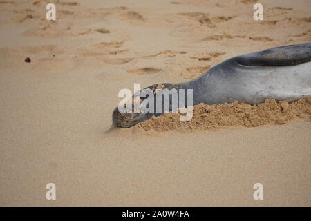 La foca monaca hawaiana si riposa sulla spiaggia di Poipu a Kauai. Le foche monache, una specie in pericolo, spesso dormono sulla spiaggia per ore. Foto Stock