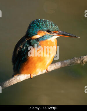 Il Martin pescatore femmina (Alcedo atthis) appollaiato sul ramo in una Gloriosa Mattina presto la luce del sole, Warwickshire Foto Stock