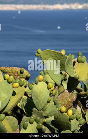 Ficodindia cactus con frutti in estate il sole. Il Mare Mediterraneo e la città sarda di Alghero in background Foto Stock