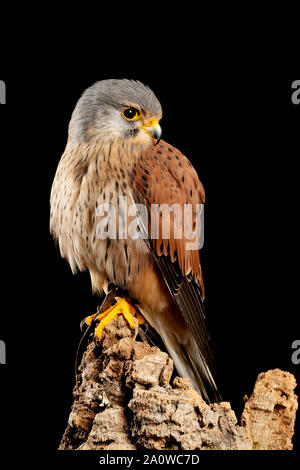 Splendido ritratto del Gheppio Falco tinnunculus in studio di impostazione su sfondo nero Foto Stock