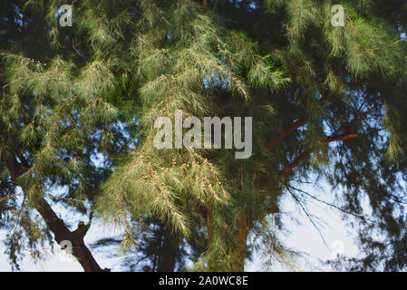 Casuarina equisetifolia rami di alberi al giorno di estate, Ram Nang Beach, Thailandia. Foto Stock