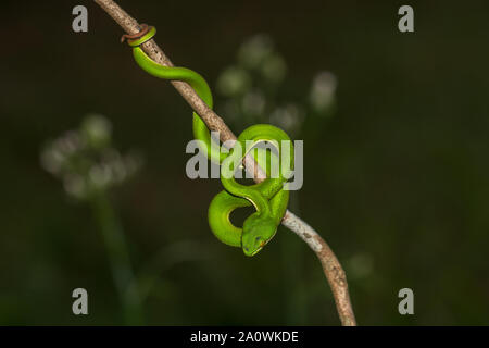 Close up giallo-verde a labbro Rattlesnakes snake (Trimeresurus trigonocephalus) in natura dalla Tailandia Foto Stock