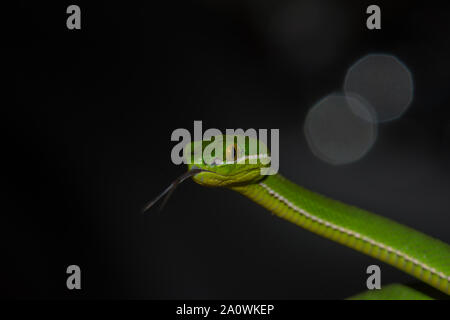 Close up giallo-verde a labbro Rattlesnakes snake (Trimeresurus trigonocephalus) in natura dalla Tailandia Foto Stock