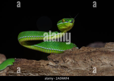 Close up giallo-verde a labbro Rattlesnakes snake (Trimeresurus trigonocephalus) in natura dalla Tailandia Foto Stock