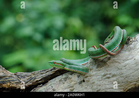 Papa's Green Pitviper snake (Trimeresurus [Popeia] popeiorum) nella foresta della Thailandia Foto Stock