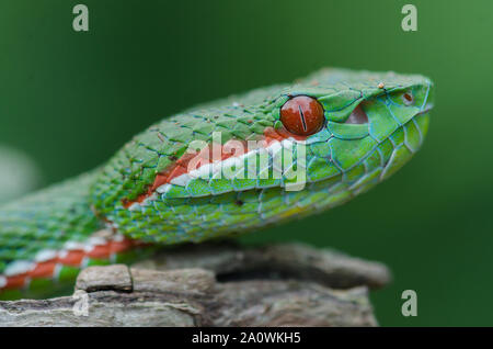 Papa's Green Pitviper snake (Trimeresurus [Popeia] popeiorum) nella foresta della Thailandia Foto Stock