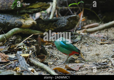 Con cappuccio (Pitta Pitta sordida) in piedi su un ramo in natura Foto Stock