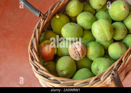 Le noci nel cestello. Dadi in verde bucce sono raccolti in tessuto di vimini. Autunno stagione del raccolto di concetto. Cibo sano e fonte di grassi insaturi Foto Stock