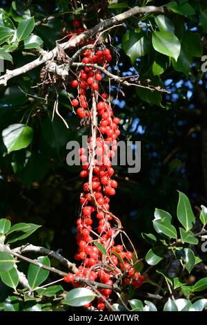 Una stringa di NERO bacche Bryony pianta rampicante di siepi e boschi pianta velenosa Foto Stock