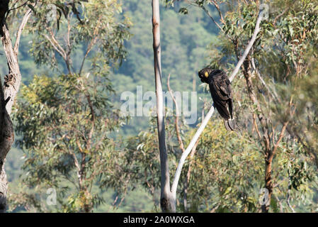 Un selvaggio Giallo Nero codato Cacatua (Calyptorhynchus funereus) sul piccione casa montagna sul Nuovo Galles del Sud Costa sud in Australia Foto Stock