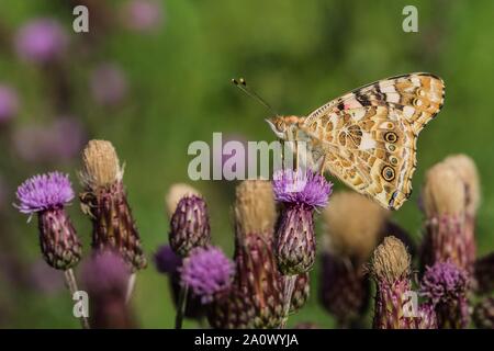 Close-up immagine della Madonna dipinta farfalla posata su purple thistle in un prato in una giornata di sole. Verde sfondo sfocato. Foto Stock