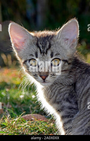 Ritratto frontale di un grigio tabby kitten rendendo il contatto visivo Foto Stock