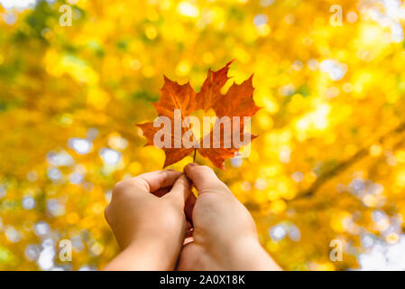 Giallo maple leaf in mano con cuore in medio Foto Stock