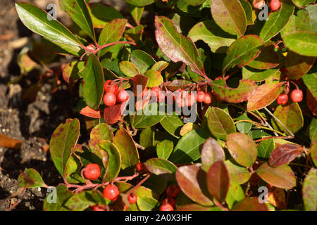 Piccolo arbusto di gaultheria procumbens o teaberry orientale nel sole autunnale, checcurberry o boxberry bush nel giardino botanico Foto Stock
