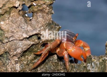 Granchio rosso, Gecarcoidea natalis, su roccia, Christmas Island, Australia Foto Stock