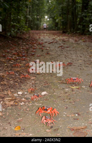 Cast di granchi rossi (Gecarcoidea natalis) sulla strada forestale, l'isola di Christmas, Australia Foto Stock