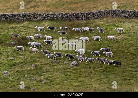 Una cadde-raduno di ovini in Honister Pass, nel distretto del lago, UK. Pecore Herdwick essendo pilotati torna alla fattoria. Foto Stock