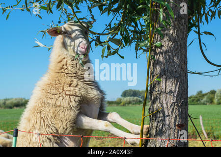 Pecora olandese si arrampica su un albero per mangiare le foglie Foto Stock