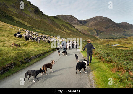 Una cadde-raduno di ovini in Honister Pass, nel distretto del lago, UK. Herdwick ovini sono guidati lungo la strada con i pastori e i loro cani. Foto Stock