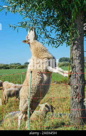 Pecora olandese si arrampica su un albero per mangiare le foglie Foto Stock