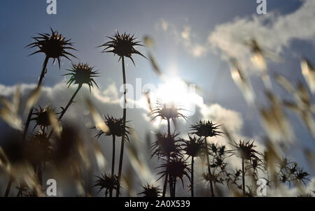 Asciugare i fiori di cardo selvatico tra avena e il cielo con le nuvole di sunrise Foto Stock
