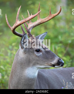 Trofeo White-tailed deer buck ritratto a piedi attraverso il prato durante l'autunno rut in Canada Foto Stock