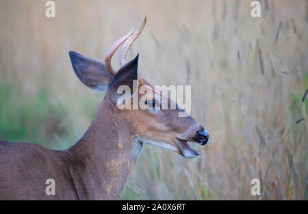 Un giovane White-tailed deer buck nella luce del mattino in estate in Canada Foto Stock