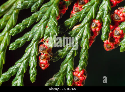 Lawson cipresso, CHAMAECYPARIS LAWSONIANA, nativo di Western USA, close-up dettaglio del giovane maschio il polline gli anelli interni del cuscinetto a rulli conici Foto Stock