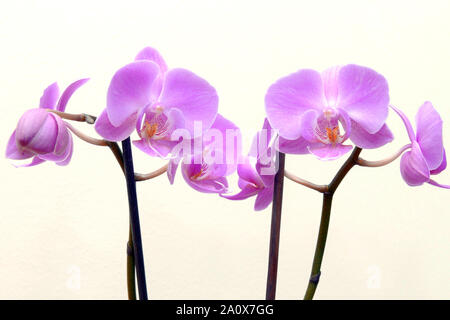 Bella viola Phalaenopsis fiori di orchidea, isolato su sfondo bianco Foto Stock