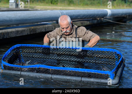 Pescatore a mosca nel fiume del montana di cattura della trota marrone Foto Stock