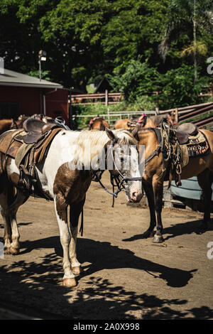 Oahu, Hawaii - 23 agosto 2019: cavalli fuori il maneggio a Kualoa Ranch, Oahu Hawaii. Foto Stock