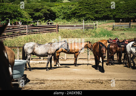 Oahu, Hawaii - 23 agosto 2019: cavalli fuori il maneggio a Kualoa Ranch, Oahu Hawaii. Foto Stock