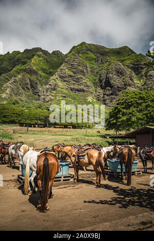 Oahu, Hawaii - 23 agosto 2019: cavalli fuori il maneggio a Kualoa Ranch, Oahu Hawaii. Foto Stock