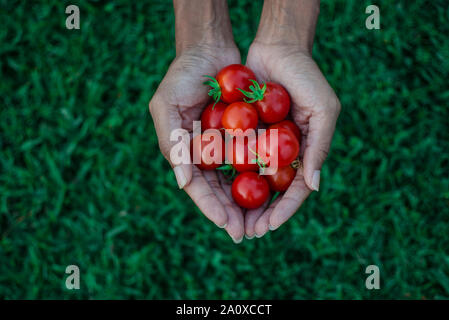 Isolate le mani di una donna nera tenendo i pomodori ciliegia in a sfocare lo sfondo di colore verde. Messa a fuoco selettiva. Foto Stock