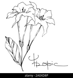 Vector Exotic Tropical hawaiian estate. Palm Beach foglie giungla fiori botanica. Bianco e nero inchiostro inciso art. Fiore isolato illustratio Illustrazione Vettoriale