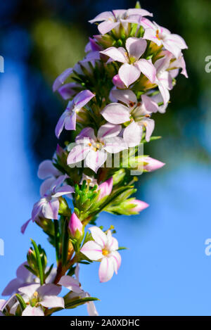 Piccola rosa, giallo, verde e fiori di Diosma (Coleonema) con cielo blu sullo sfondo Foto Stock